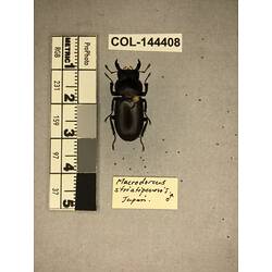 Dorsal view of pinned beetle specimen with labels.