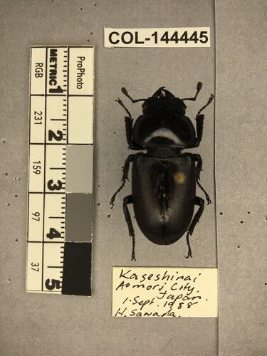 Shiny brown beetle specimen with large mandibles, pinned next to text labels.