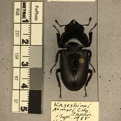Shiny brown beetle specimen with large mandibles, pinned next to text labels.