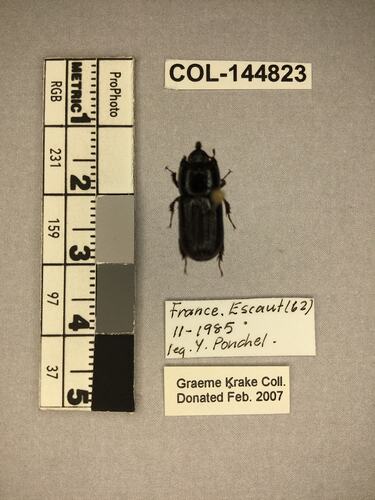 Shiny brown beetle specimen with large mandibles, pinned next to text labels.