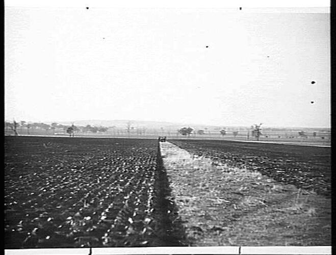 NOS 1, 2 & 3. TAKEN AT DOOKIE AGRICULTURAL COLLEGE. GOLDEN CITY PLOW. AUG 1925 (TAKEN BY MR. GILLESPIE).