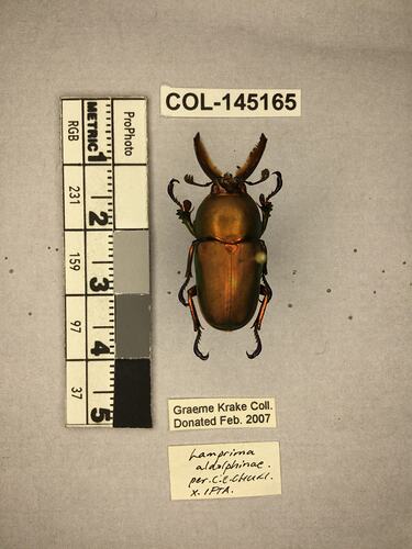 Shiny brown beetle specimen with large mandibles, pinned next to text labels.