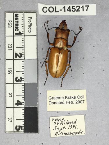 Shiny brown beetle specimen with large mandibles, pinned next to text labels.