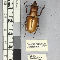 Shiny brown beetle specimen with large mandibles, pinned next to text labels.