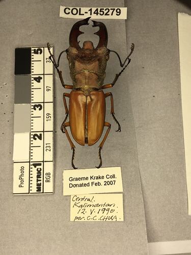 Shiny brown beetle specimen with large mandibles, pinned next to text labels.