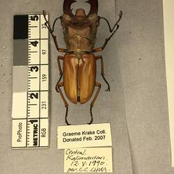 Shiny brown beetle specimen with large mandibles, pinned next to text labels.