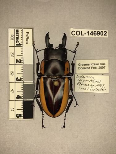 Shiny brown beetle specimen with large mandibles, pinned next to text labels.