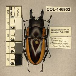 Shiny brown beetle specimen with large mandibles, pinned next to text labels.