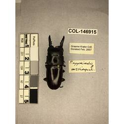 Dorsal view of pinned beetle specimen with labels.
