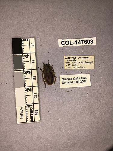 Shiny brown beetle specimen with large mandibles, pinned next to text labels.