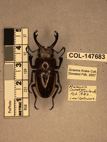 Dorsal view of pinned beetle specimen with labels.
