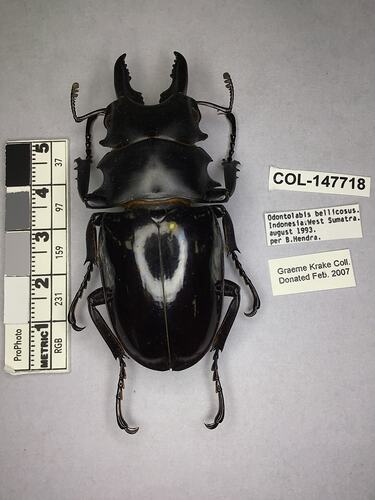 Shiny brown beetle specimen with large mandibles, pinned next to text labels.