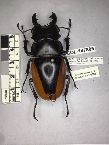 Shiny brown beetle specimen with large mandibles, pinned next to text labels.