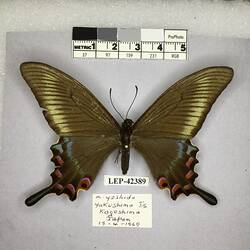 Pinned butterfly specimen beside label.