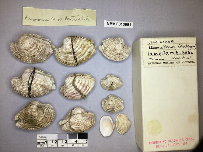 Dry Venus Clam shells beside labels.