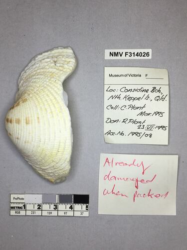 Dry Venus Clam shell beside labels.