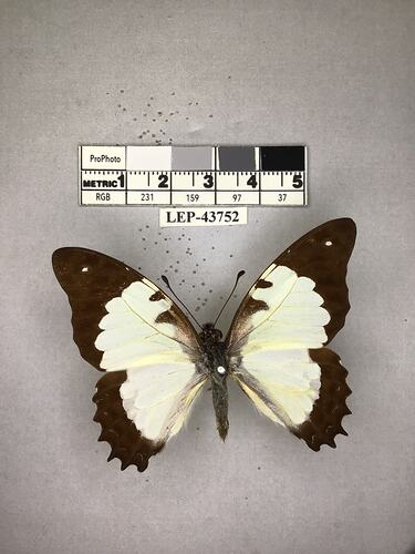 Pinned butterfly specimen beside label.