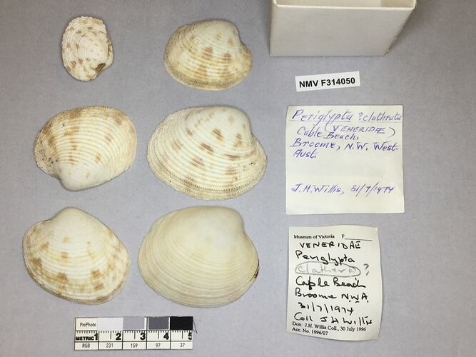 Dry Venus Clam shells beside labels.