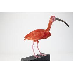 <em>Eudocimus ruber</em>, Scarlet Ibis. [B 33026]