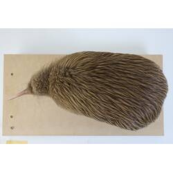 <em>Apteryx australis lawryi</em>, Southern Brown Kiwi. [60762]
