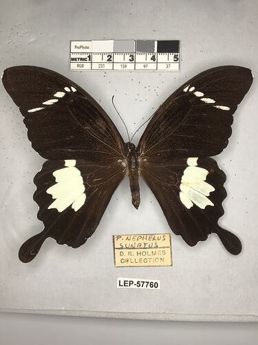 Pinned butterfly specimen beside label.