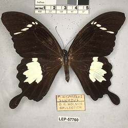 Pinned butterfly specimen beside label.