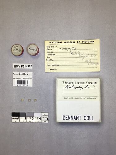 Dry stony coral specimen beside labels.