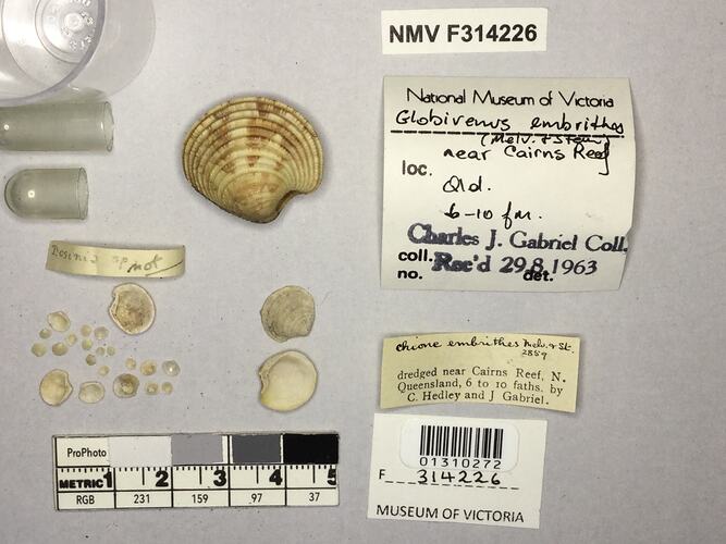 Dry Venus Clam shells beside labels.