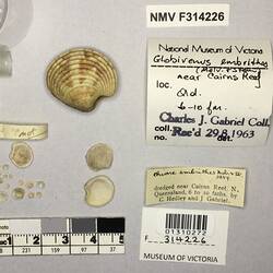 Dry Venus Clam shells beside labels.