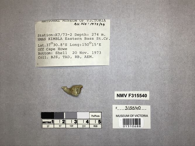 Dry stony coral specimen beside labels.