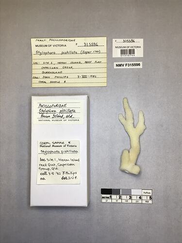 Dry stony coral specimen beside labels.