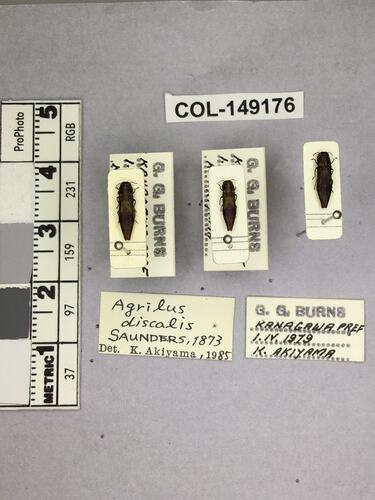 Dorsal view of pinned beetle specimens with labels.