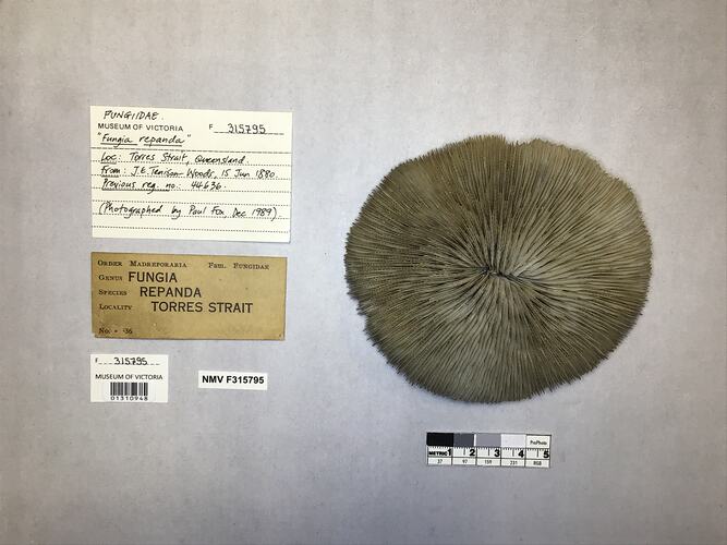 Dry coral specimen beside labels.