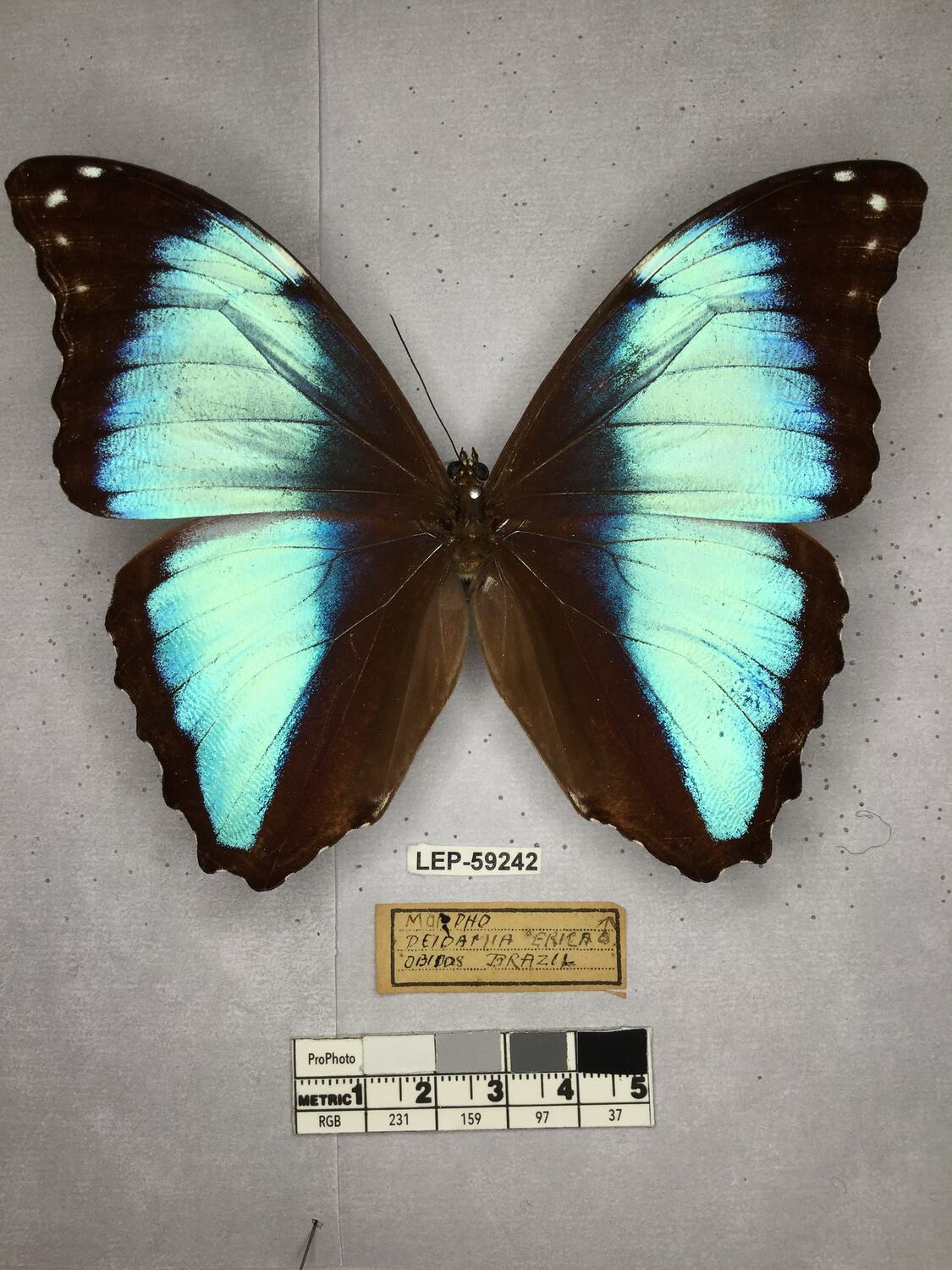 Morpho deidamia erica Fruhstorfer