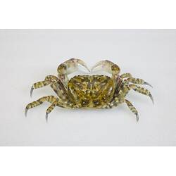 <em>Leptograpsodes octodentatus</em>, Burrowing Shore Crab. [J 24166]
