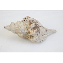<em>Penion maximus</em>, giant whelk. [J 73847.1]