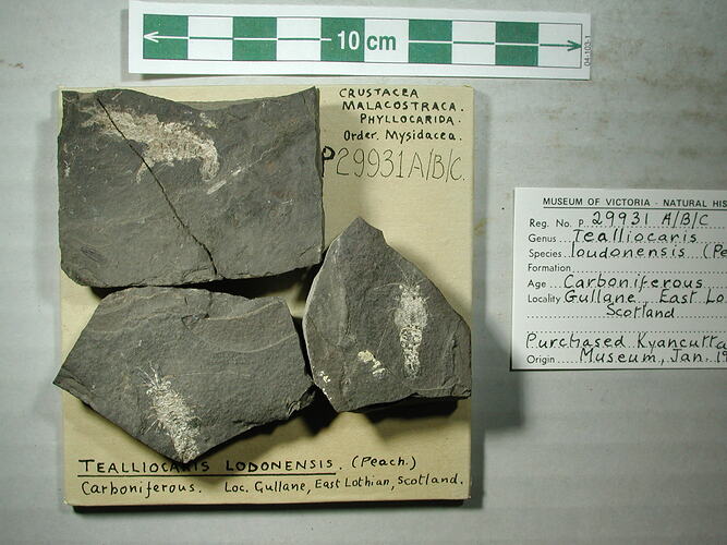 Fossil crustacean in parts on rock slab.