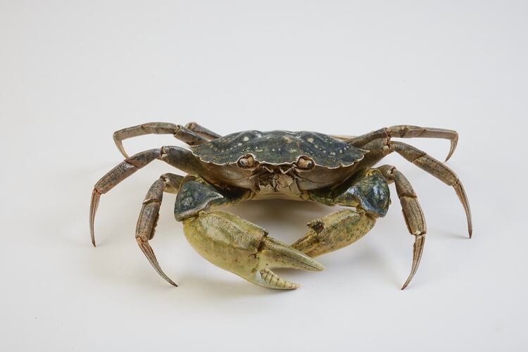 <em>Carcinus maenas</em>, European Shore Crab. [J 20921]