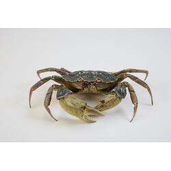<em>Carcinus maenas</em>, European Shore Crab. [J 20921]