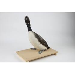 <em>Gavia immer</em>, Common Loon. [146]