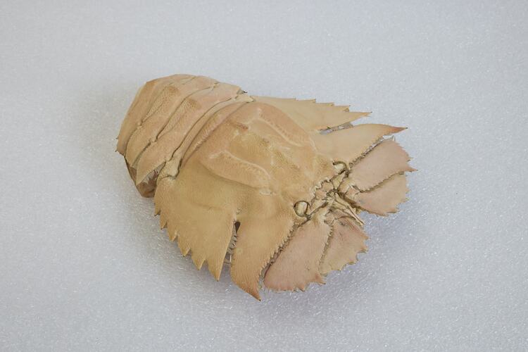 <em>Ibacus peronii</em>, Balmain Bug. [J 44696.8]
