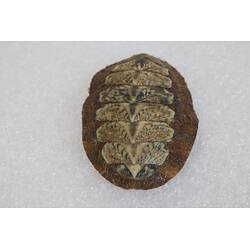 <em>Plaxiphora Plaxiphora albida</em>, chiton. [F 20183]