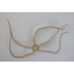 <em>Ophionereis schayeri</em>, Banded Brittle Star. [F 313886]