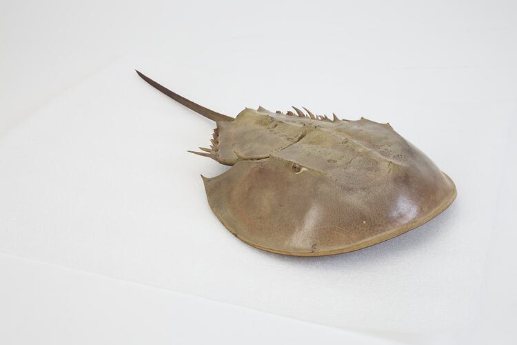 Family Limulidae, Horseshoe Crab. [J 76053]