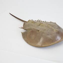 Family Limulidae, Horseshoe Crab. [J 76053]