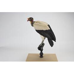 <em>Sarcoramphus papa</em>, King Vulture. [15129]