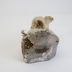 <em>Mustela erminea</em>, Ermine. [C 30004]