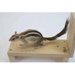 <em>Funambulus pennantii</em>, Northern Palm Squirrel. [C 31376]