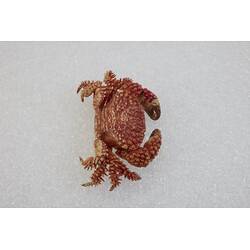 <em>Actaea peronii</em>, Thorn-legged Crab. [J 27186]
