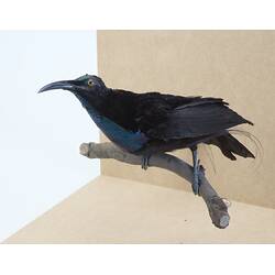 <em>Ptiloris magnificus alberti</em>, Magnificent Riflebird. [6060]